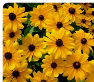 RUDBECKIA TRILOBA (BROWN-EYED SUSAN)