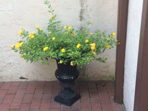 Container planting - Impatiens flower