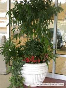 Illicium Floridanu