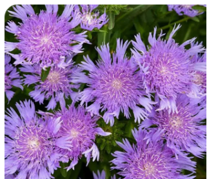 STOKES ASTER OR STOKESIA LAEVIS